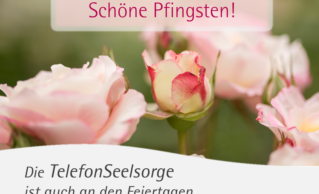 Rosafarbene Rosen